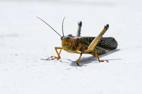 거 대 한 열 대 메뚜기 — 스톡 사진