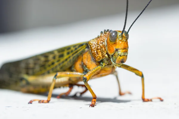 Saltamontes tropicales gigantes — Foto de Stock