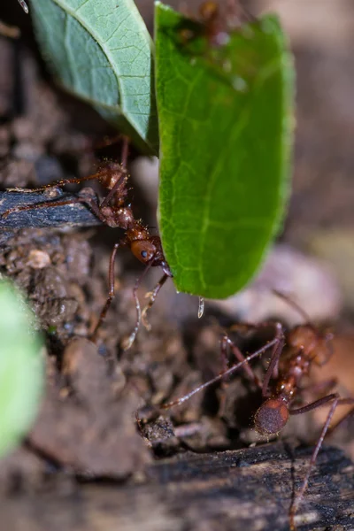 Hormigas cortadoras de hojas en el suelo de la selva tropical — Foto de Stock