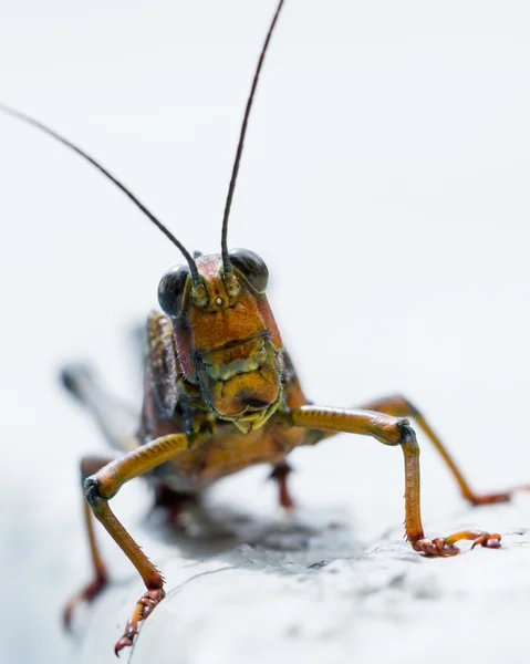 Giant tropiska gräshoppa — Stockfoto
