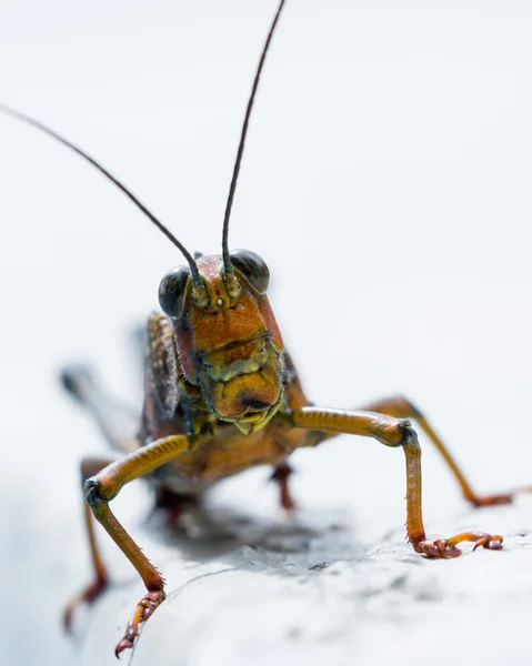 Gafanhoto tropical gigante — Fotografia de Stock