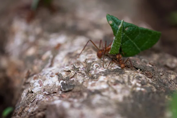 Hormigas cortadoras de hojas en el suelo de la selva tropical — Foto de Stock