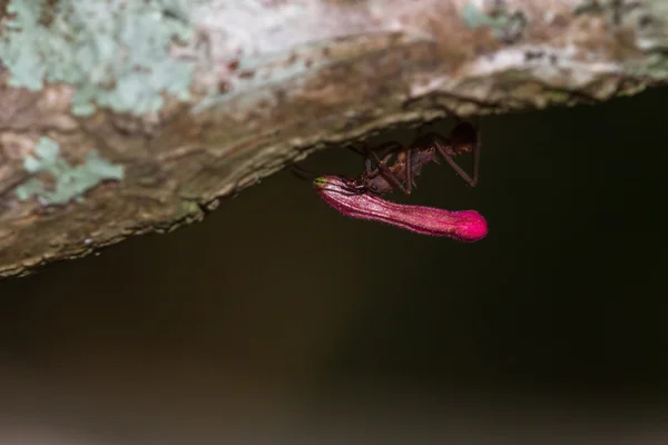 Formiche tagliafoglie nel pavimento della foresta pluviale — Foto Stock