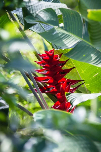 Flor de loro-Heliconia — Foto de Stock