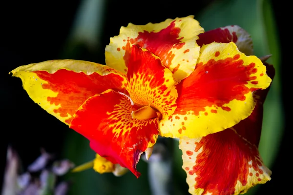 Orangen Gladiolen tropische Blumen — Stockfoto