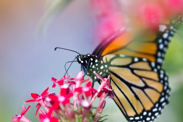 Kleurrijke vlinder op een bloem — Stockfoto