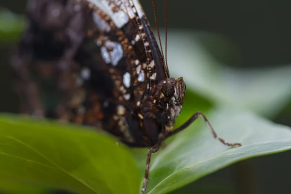 Close-up van vlinder — Stockfoto