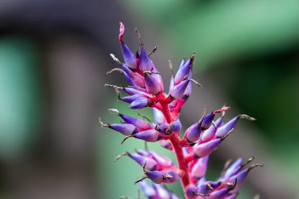 近い熱帯植物 — ストック写真