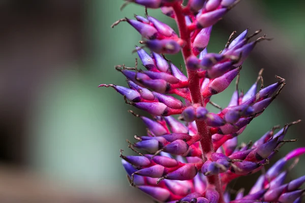 Planta tropical más cercana — Foto de Stock