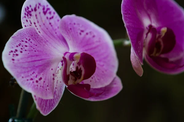 Beautiful tropical orchids — Stock Photo, Image