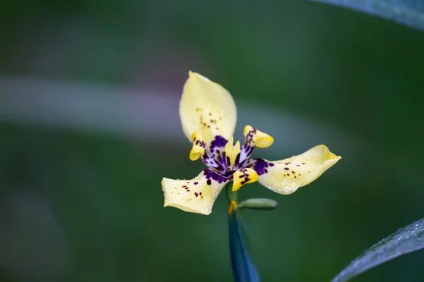 黄色の上顎蘭 — ストック写真