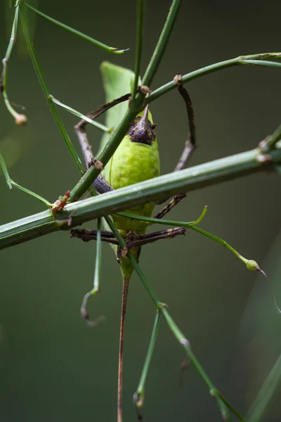 Zelený list bug - cikád — Stock fotografie