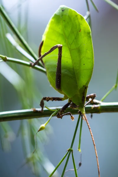 green leaf bug - katydid