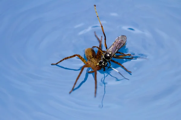 Spinne tötet Wespe — Stockfoto