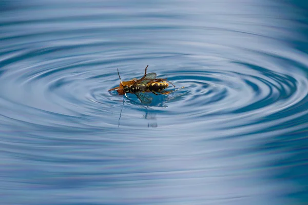 Spinne tötet Wespe — Stockfoto