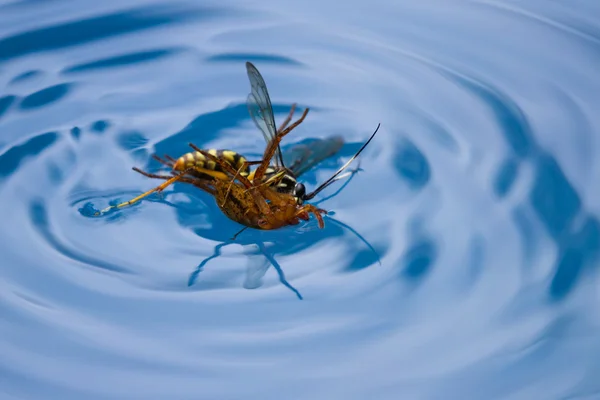 Spin doden wasp — Stockfoto