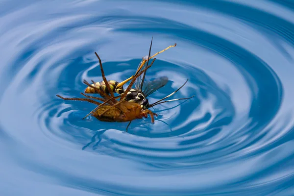 Spinne tötet Wespe — Stockfoto