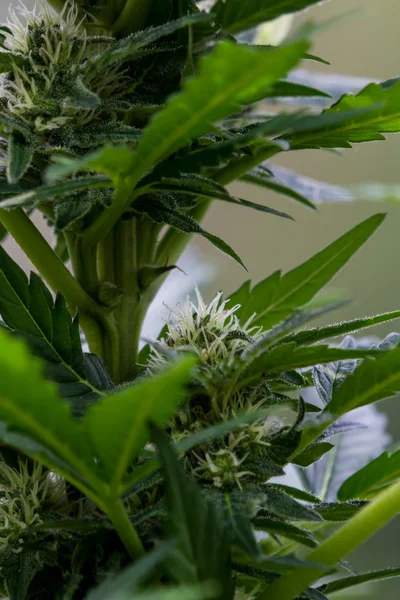 Kleine Cannabispflanze — Stockfoto