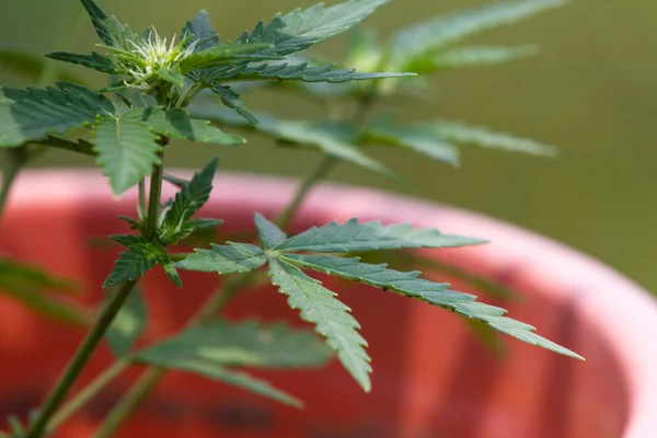 Kleine Cannabispflanze — Stockfoto