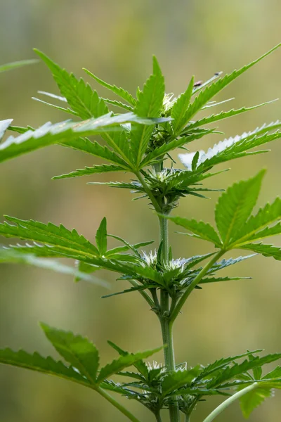 Kleine Cannabispflanze — Stockfoto