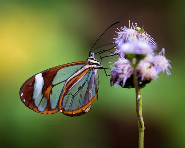 Mariposa tropical en una flor silvestre — Foto de Stock