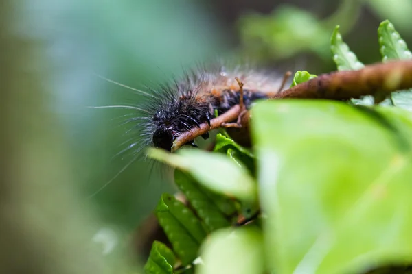 Tropische rups in de jungle — Stockfoto