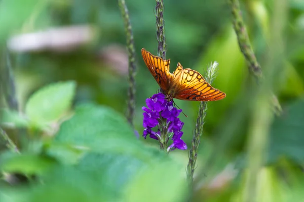 Mariposa naranja en la hierba porter — Foto de Stock