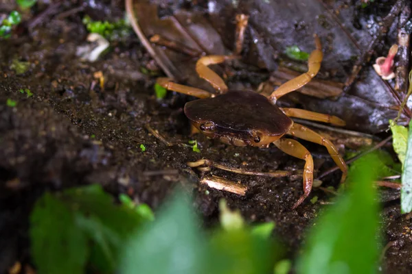 Crab in the cloud forest — Stock Photo, Image