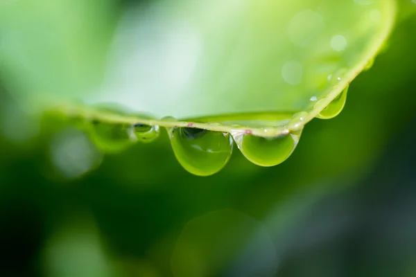 Gotas de lluvia fresca — Foto de Stock