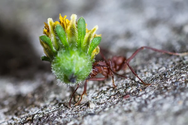 Mrówek grzybiarek z dużym obciążeniem — Zdjęcie stockowe