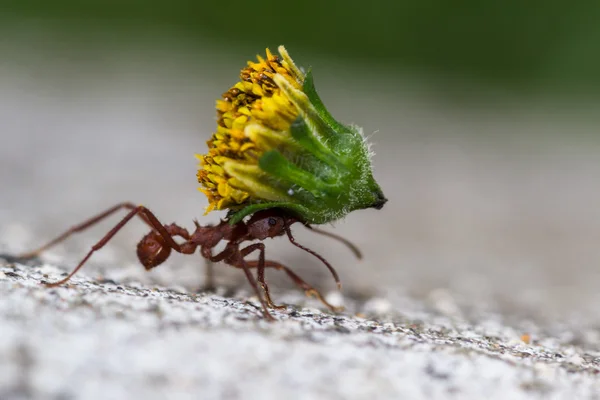 Leafcutter mravenec s velkým zatížením — Stock fotografie