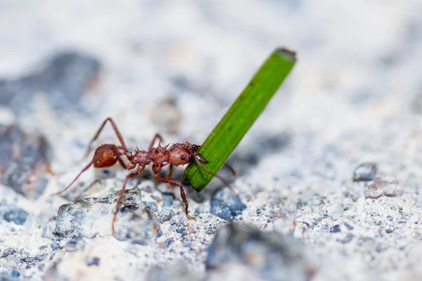 Ameise mit einem Grashalm — Stockfoto