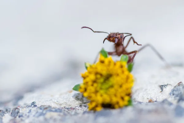 Formica tagliafoglie con un carico pesante — Foto Stock