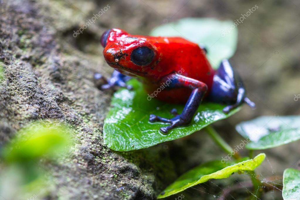 Blue jeans Frog or Strawberry Poison dart Frog - Dendrobates pum Stock  Photo by ©wollertz 124101882