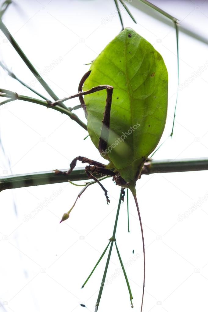green leaf bug - katydid 