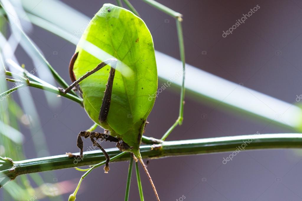 Green Leaf Bug Katydid Stock Photo Image By C Wollertz