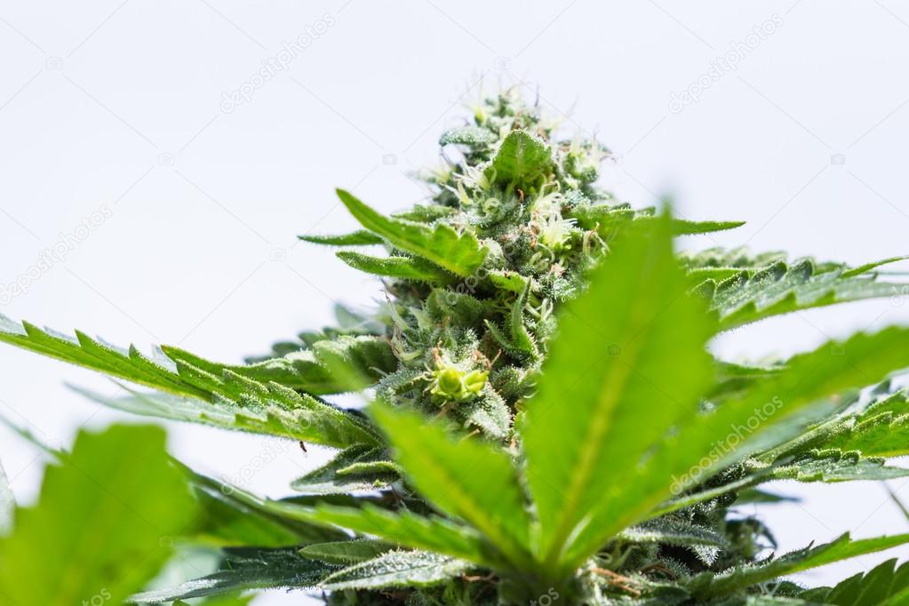 healthy cannabis plant 