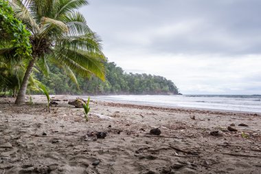 Kosta Rika Güney Pasifik Sahil 