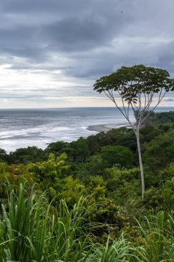 Güney Pasifik Sahil Kosta Rika 