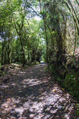 tropik yağmur ormanı 