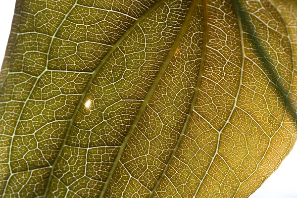 Foglia larga da vicino — Foto Stock