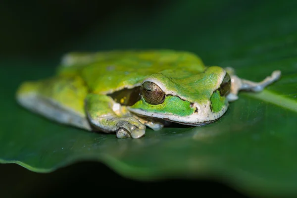 戴着面具的青蛙或蒙面的岩蛙种 personata — 图库照片