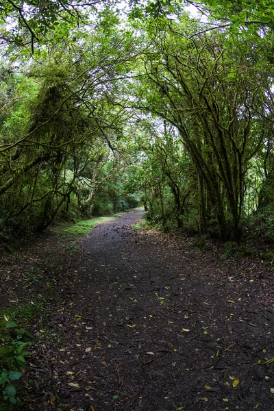 tropik yağmur ormanı 