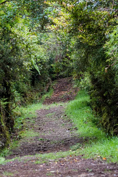 Bosque lluvioso tropical — Foto de Stock