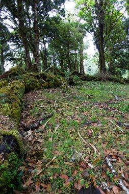 tropik yağmur ormanı 