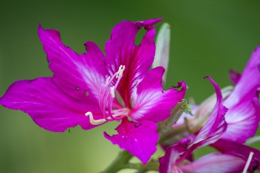tropikal lily yakın çekim 