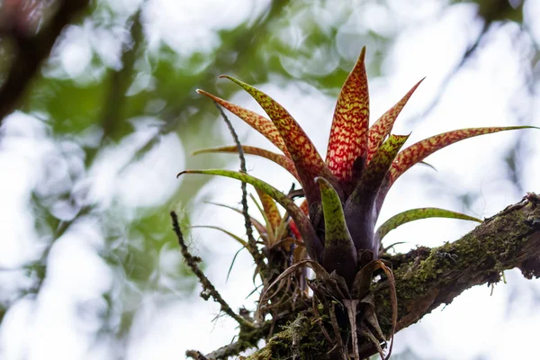 Plantas parásitas tropicales — Foto de Stock