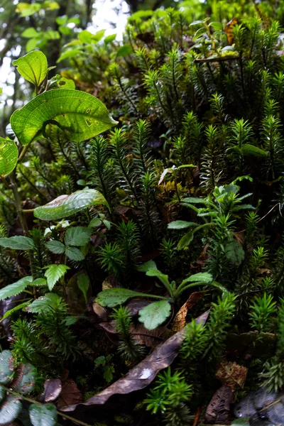 Regenwoud bodembedekker — Stockfoto