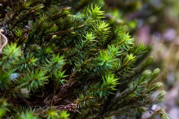 Copertura del suolo foresta pluviale — Foto Stock