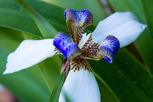 Orquídea en Costa Rica — Foto de Stock